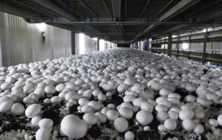 کار آفرینی پرورش قارچ