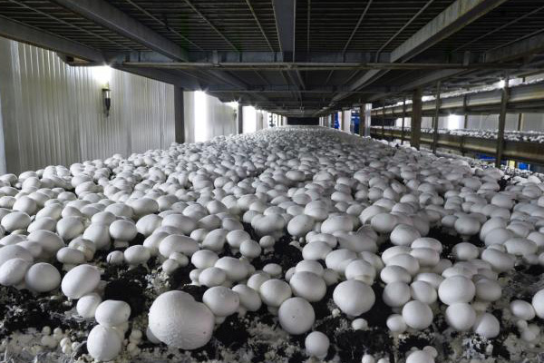 کار آفرینی پرورش قارچ